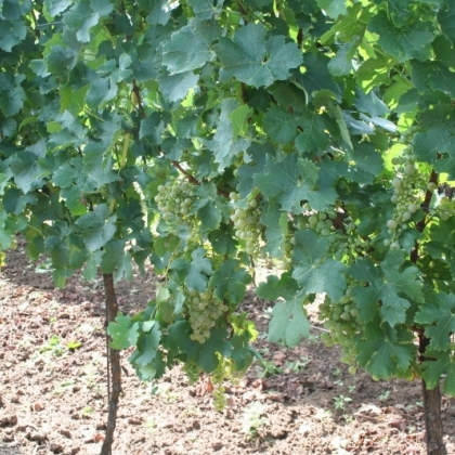 Cabernet Blanc Rebzeile