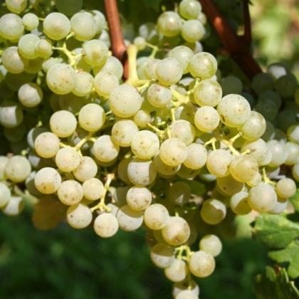 Cabernet Blanc Traube